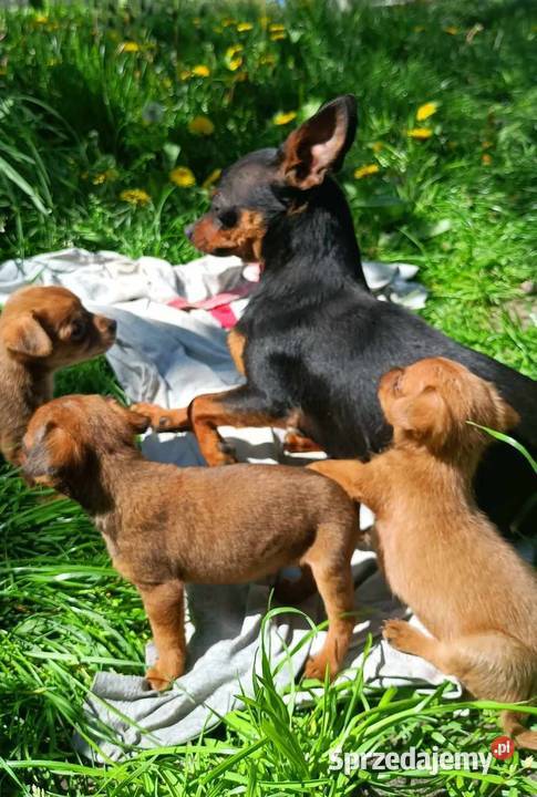 Ratlerek Pinczer miniaturowy Świnice Warckie