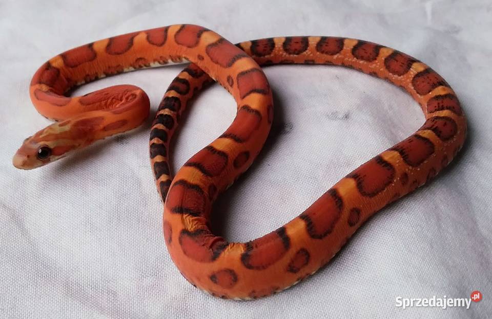 Wąż zbożowy SCALELESS węże zbożowe bezłuskie Warszawa sprzedam