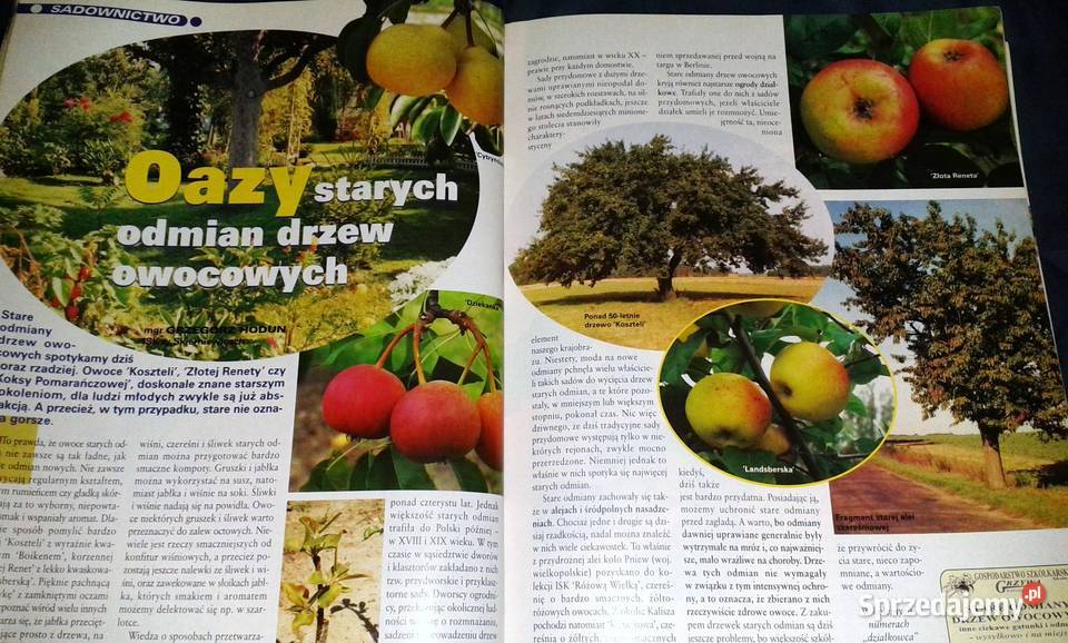 Twój ogród na to zasluguje Działkowiec 2004 12 Chełm