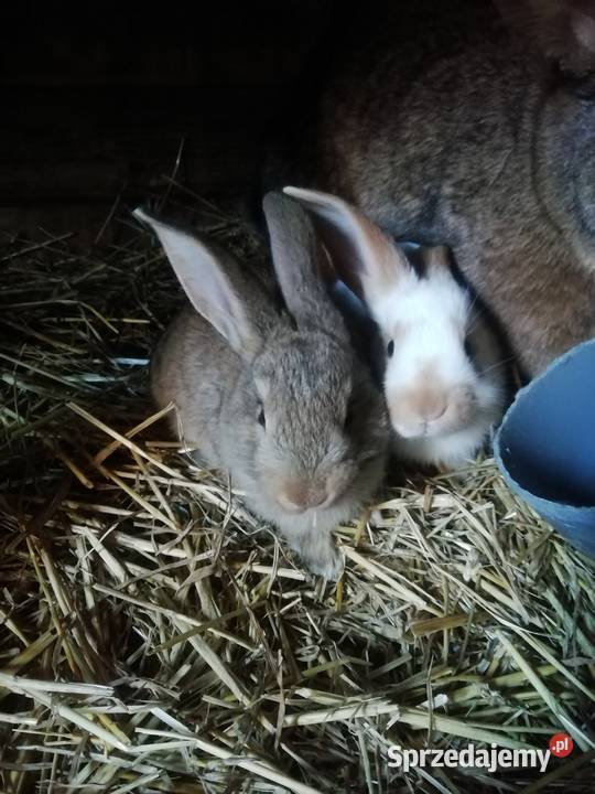 Małe kroliki Dziesław sprzedam