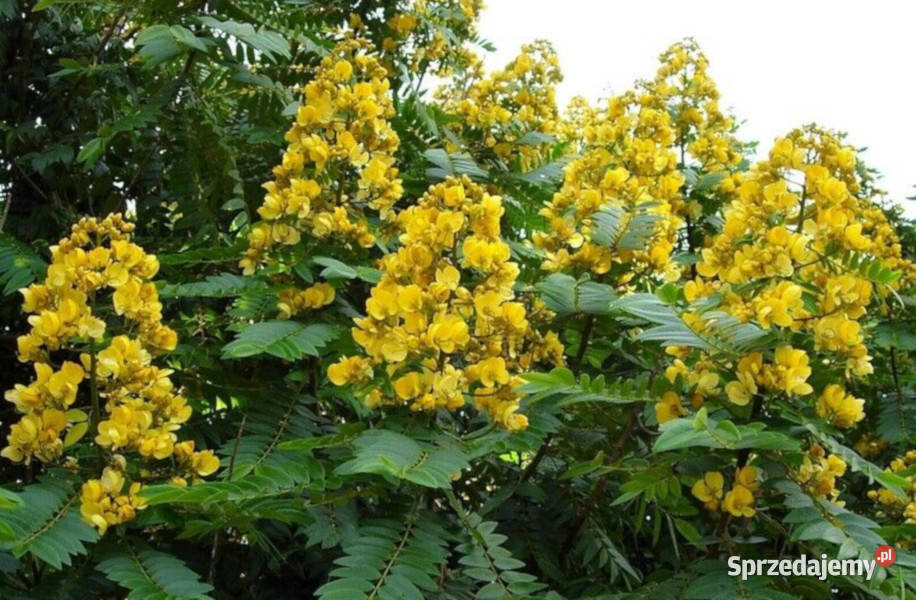 CASSIA SIAMEA Cassia siamea NASIONA 100g Lubanie
