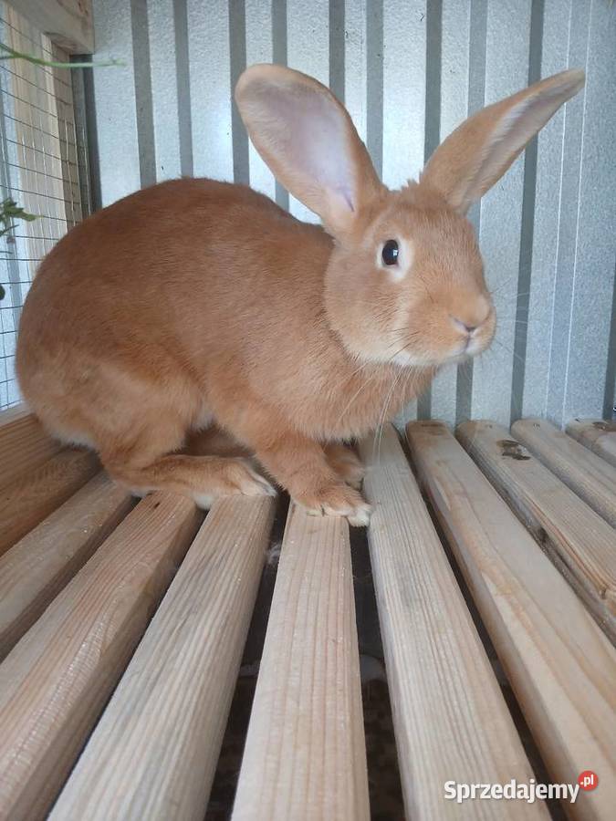 Królik burgundzki Majdan Sieniawski sprzedam