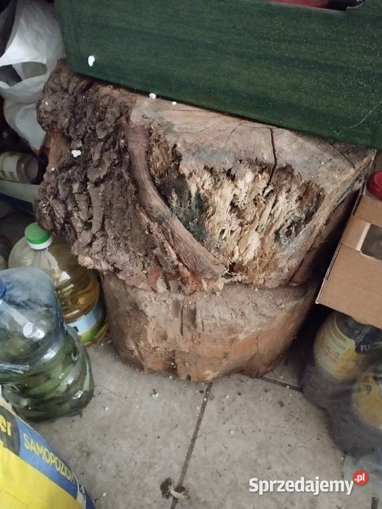pieniek pieńki drzewo mega sprzedam