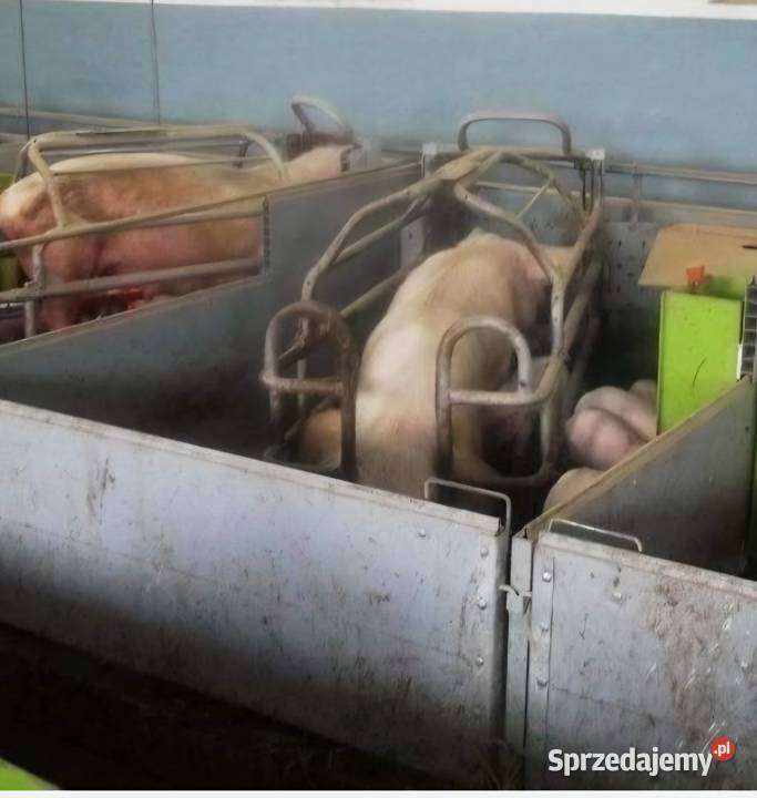 Jarzmo porodowe loch Buszkowo