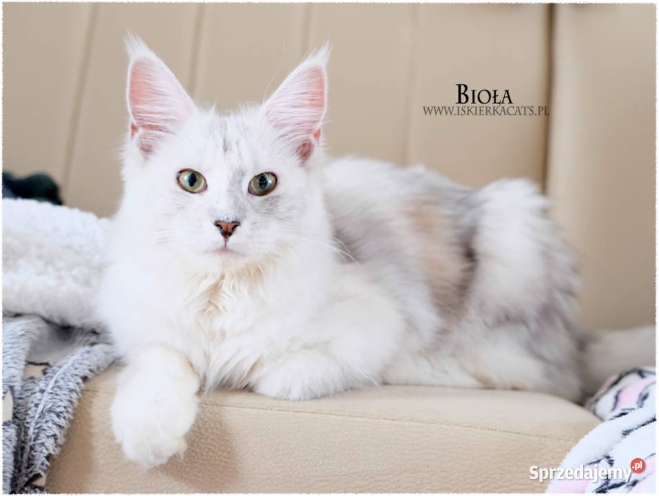 Srebrzysta kotka maine coon Warszawa sprzedam
