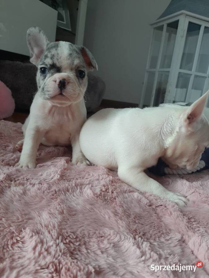 Buldogi francuskie merle blue BŁĘKITNE OCZY