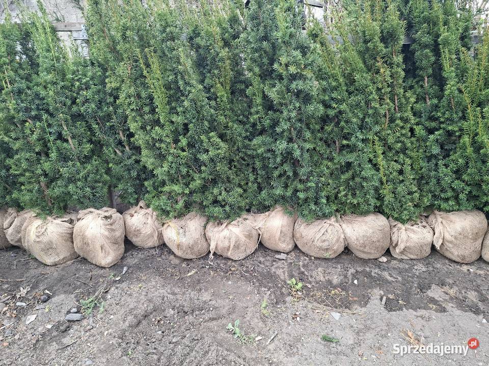 Szybkorosnący Gotowy Żywopłot Cis Hicksii Mszczonów sprzedam