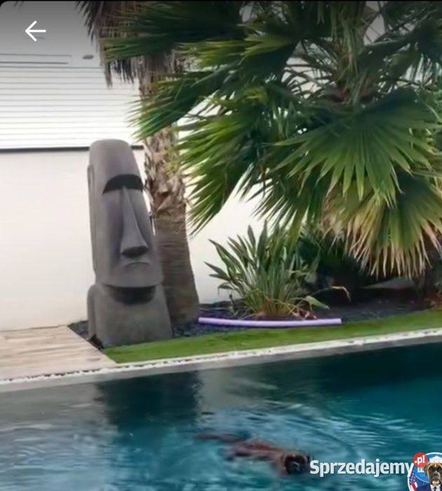 Rzeźba Moai H200 ogromna Rzeźba Wyspy Szczecin