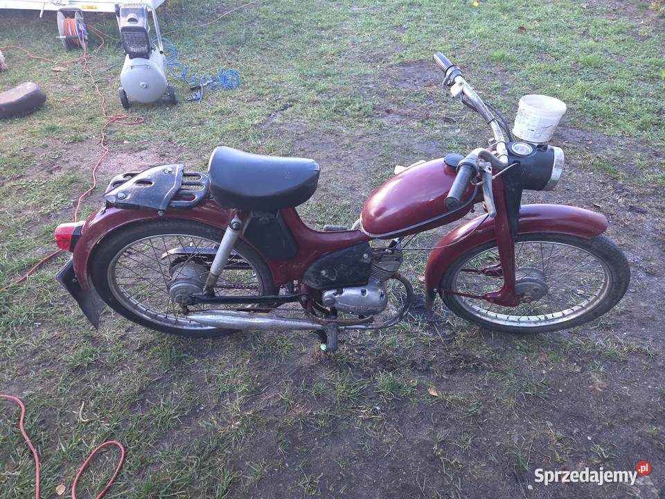 Komar pomorskie sprzedam