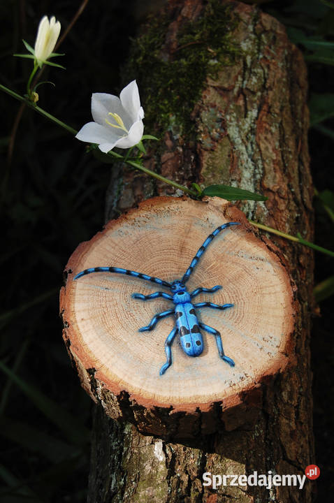 Nadobnica alpejska chrząszcz 3D obrazek na Lublin