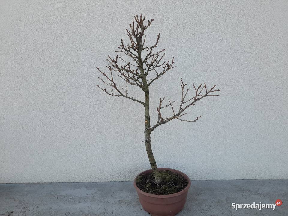 Modrzew prebonsai Nowy Sącz