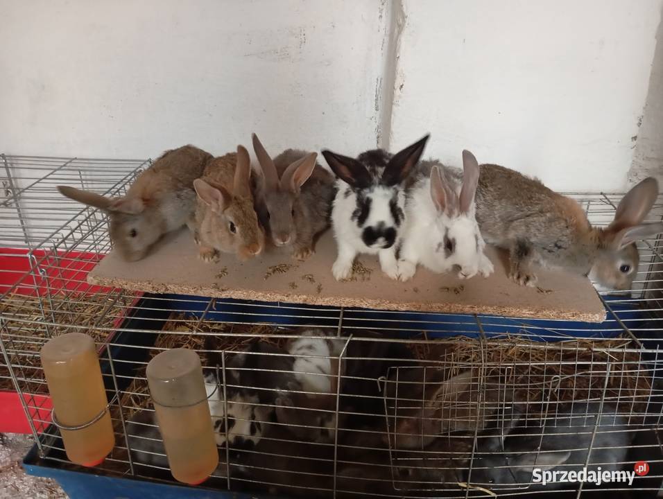 Królik króliki samce samice Czempiń sprzedam