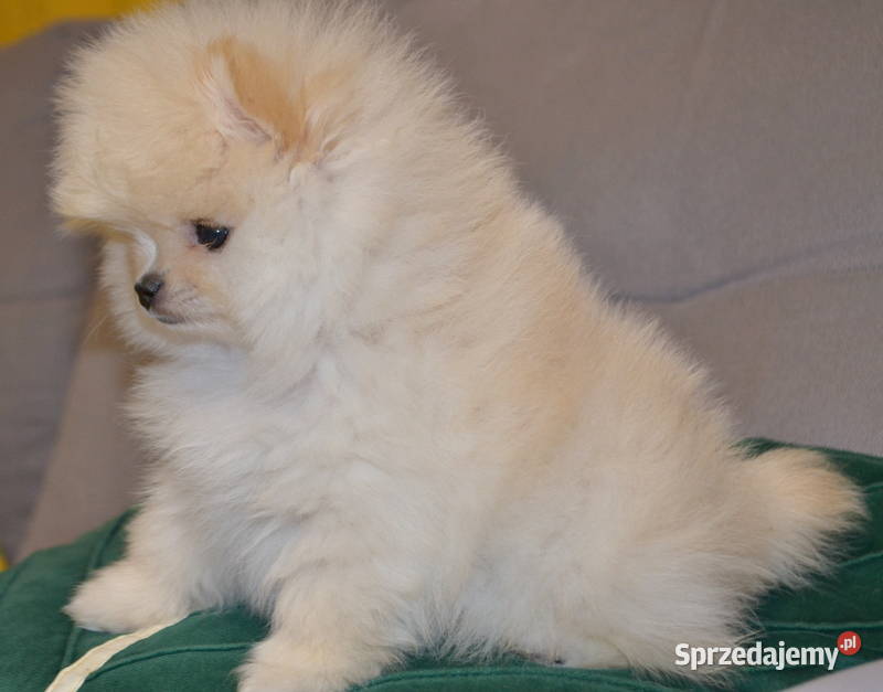 SZPIC MINIATUROWY POMERANIAN ŚLICZNY MALUTKI Warszawa