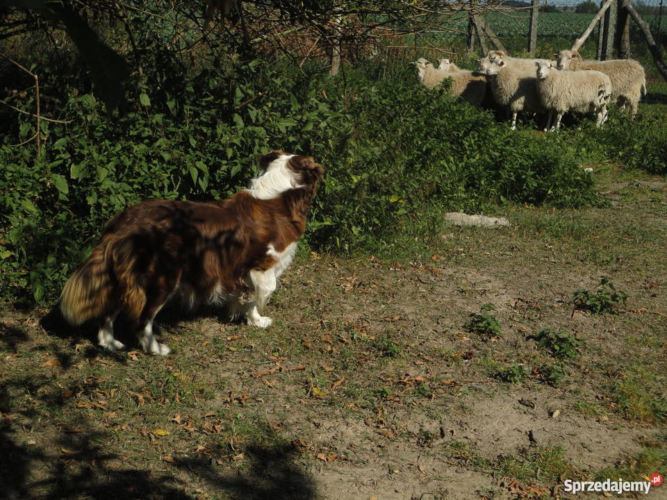 Super Border Collie Szczecin