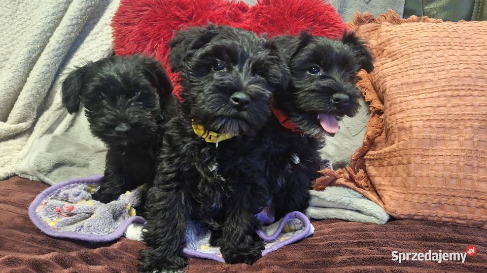 Cudny sznaucerek miniaturowy szczeniaczki CZARNE Wołomin