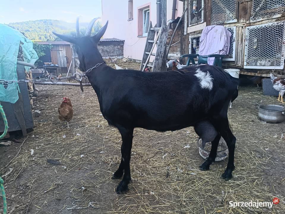 Sprzedam kozę 3letnią