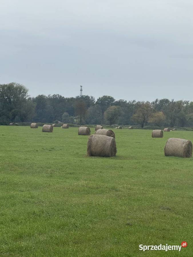 Siano 130 balotów 120zł/balot