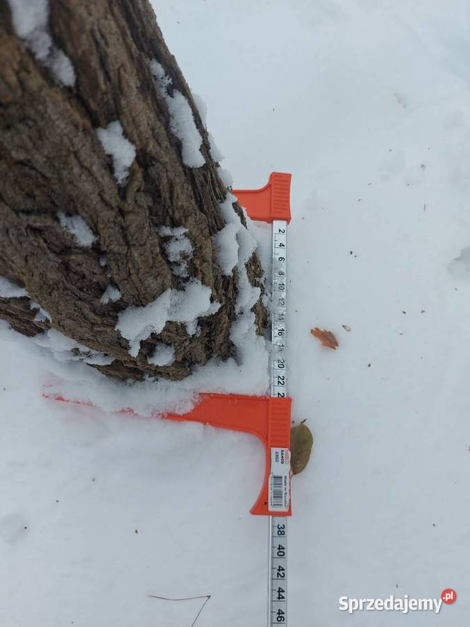 Słupy AkacjowePlantacja Chmielowa Dąbrowa Górnicza