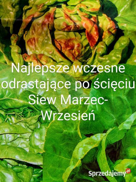 Sałata główkowa liściowa odrasta odrasta ścięciu Kraków