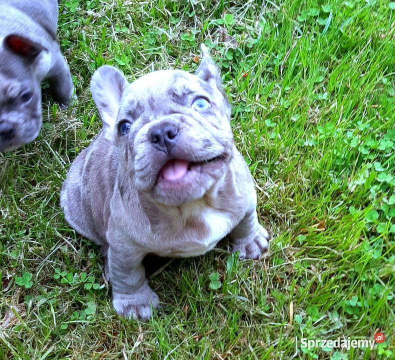 Buldog francuski pieski Pabianice sprzedam