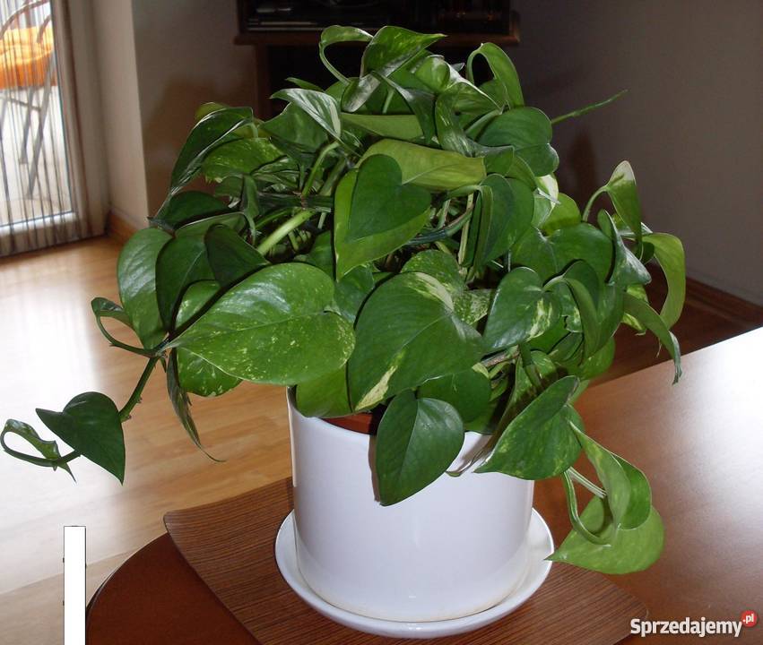 Scindapsus złotyołustek kwiat doniczkowy Poznań