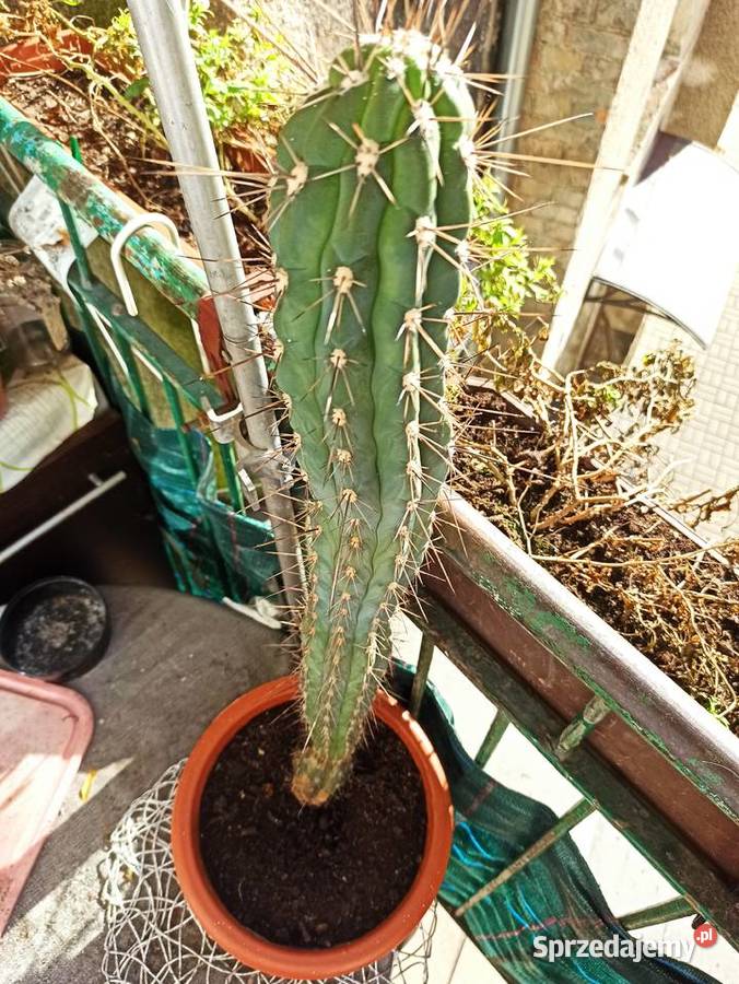 Super piękny kaktus Kaktusy i sukulenty Piła