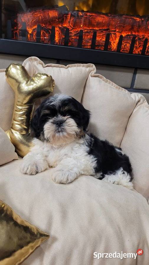 Śliczna suczka shih tzu z wyprawką Kraków sprzedam
