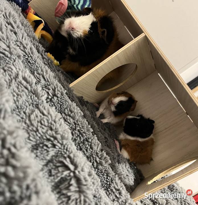 ADOPCJA ŚWINEK MORSKICH ABISYŃSKICH wymagany Rytel sprzedam