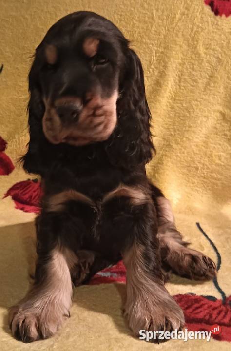 Szczeniak czarny podpalany Cocker spaniel ang pomorskie Gdynia