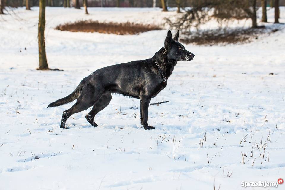 Owczarki niemieckie czarne szczeniaki Kraków