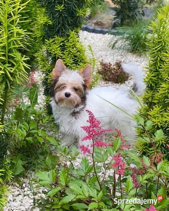 Yorkshire Terrier blueberry chłopak Stojowice