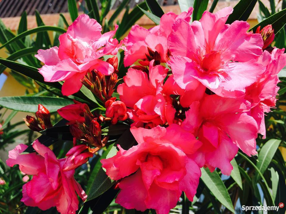 Złoty oleander Brzeźnica