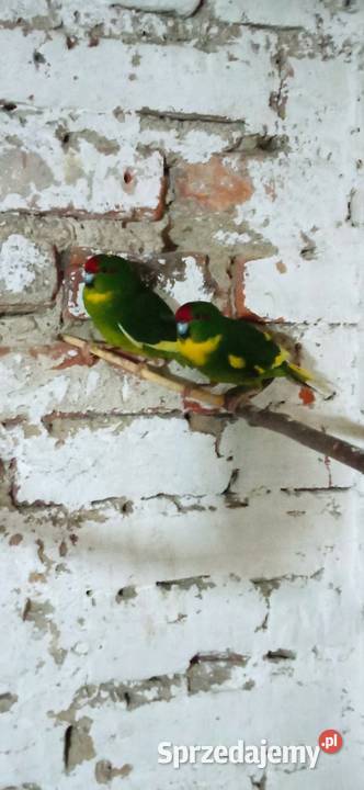 Modrolotki szeki Rzeszów