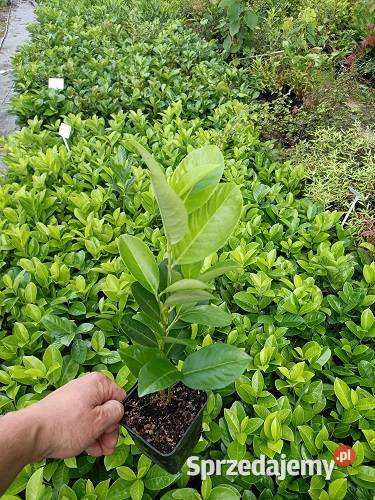 LAUROWIŚNIA WSCHODNIA NOVITA 2030 MROZOODPORNA Liściaste Miedźna