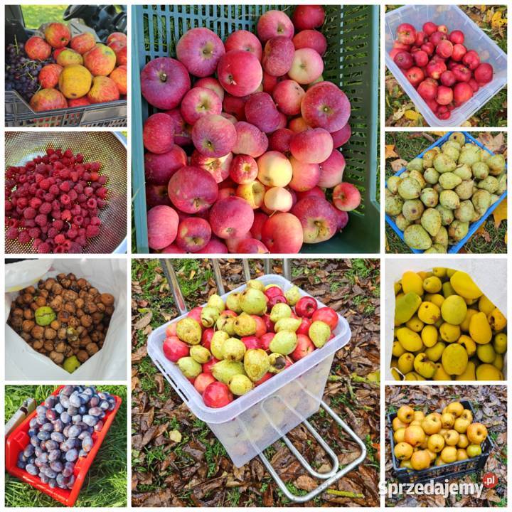 Siedlisko Dom murowane budynki pod uprawy Karkówka