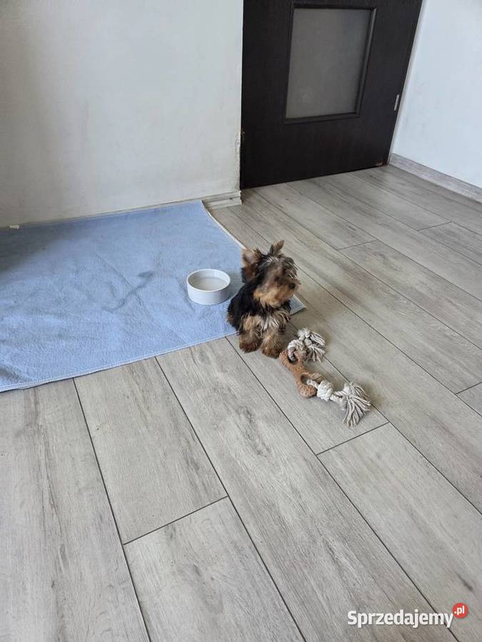 Sunia rasy York Leśnica sprzedam