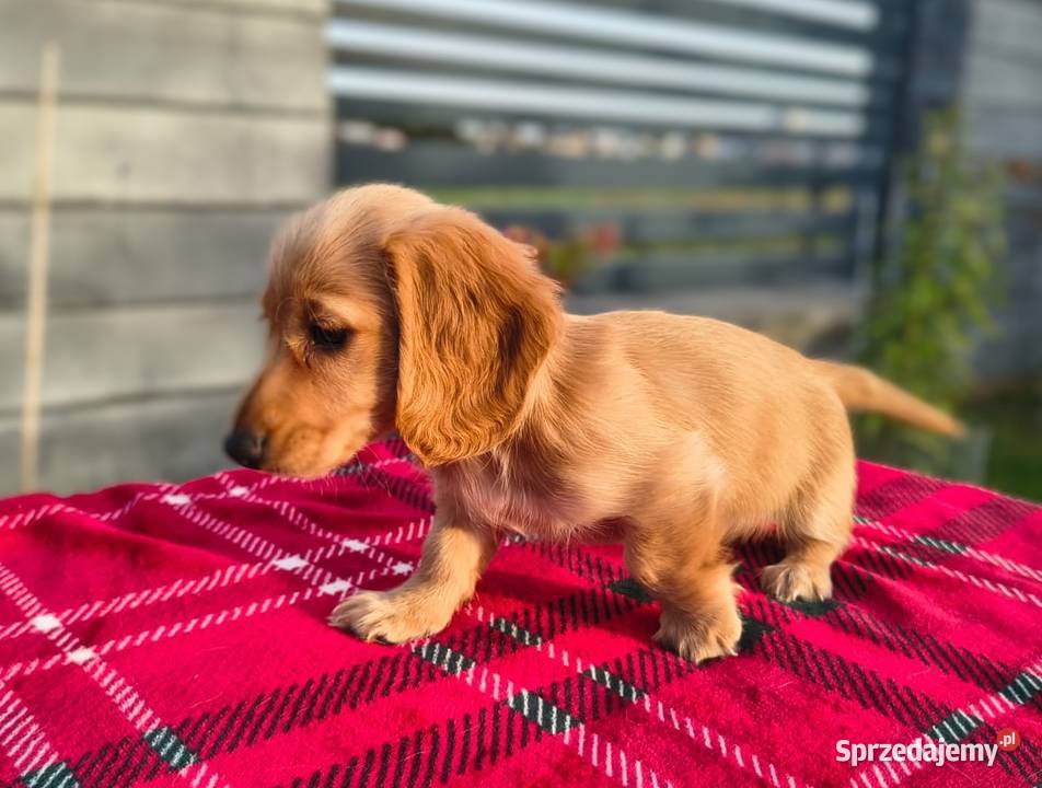 Jamnik długowłosy Dackel dachshund Biszkoptowe Żychlin sprzedam