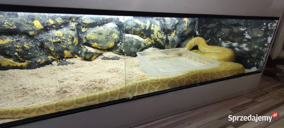 Pyton Tygrysi Czeladź