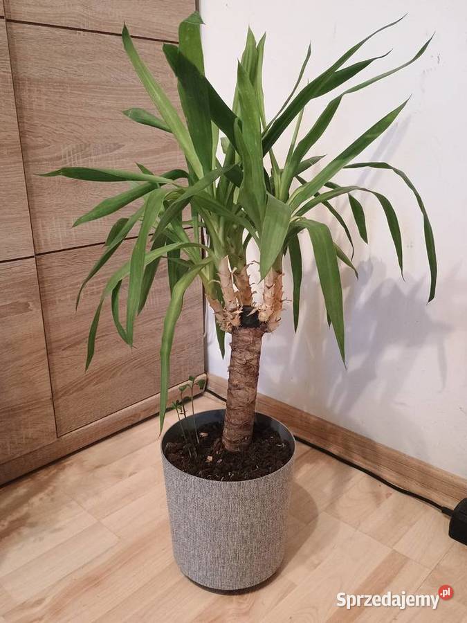 Yukka lubelskie Lubartów sprzedam