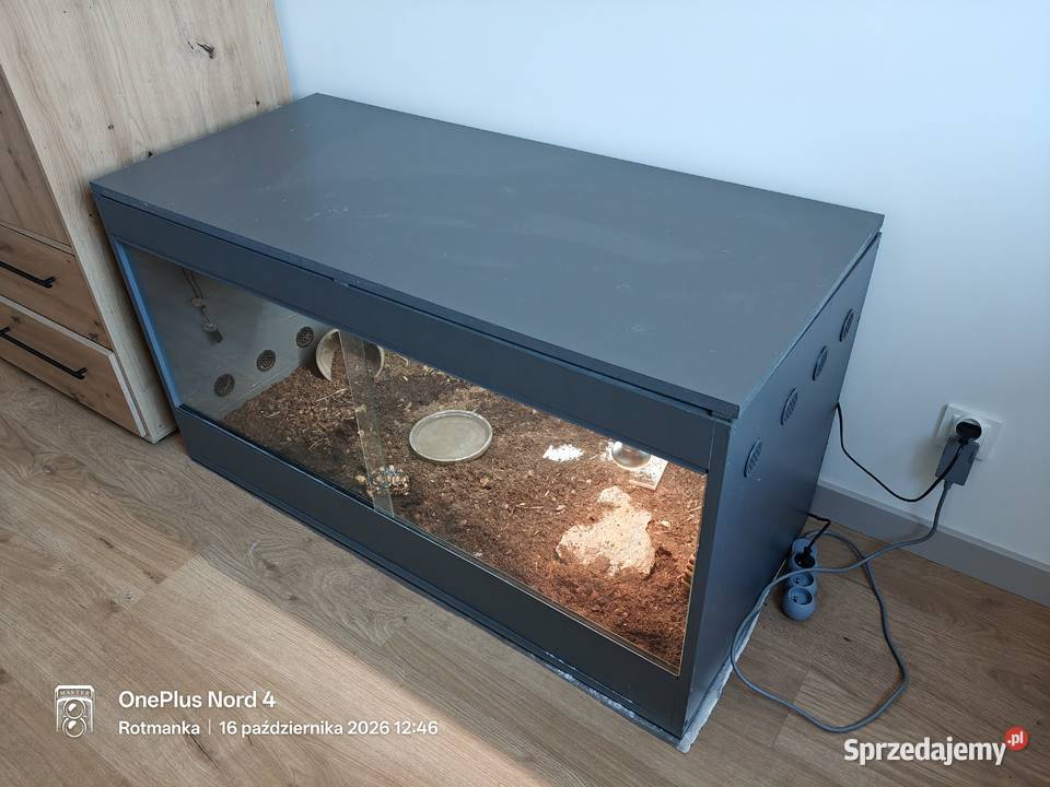 Młody żółw lamparci z terrarium wyposażenie
