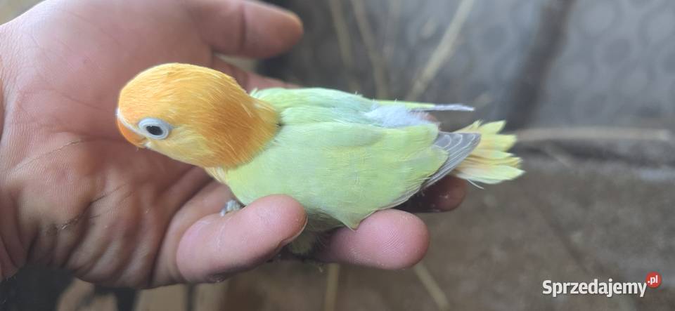 Nierozłączki opalin dilute