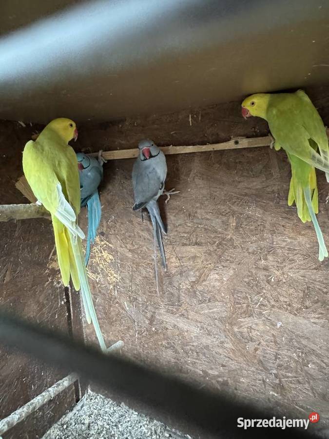 Papugi Papuga Aleksandretty Aleksandretta Warszawa
