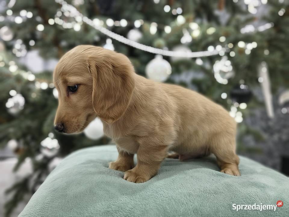 Jammik długowłosy miniaturowy kremowy Dackel Żabików