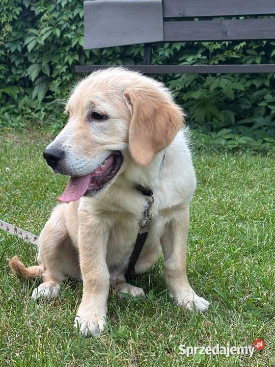 Szczeniak rasy Golden Retriever Września