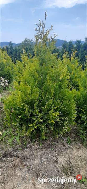 Thuja Europa Gold 130 do 220 Tuja dowóz Iglaki Olszana