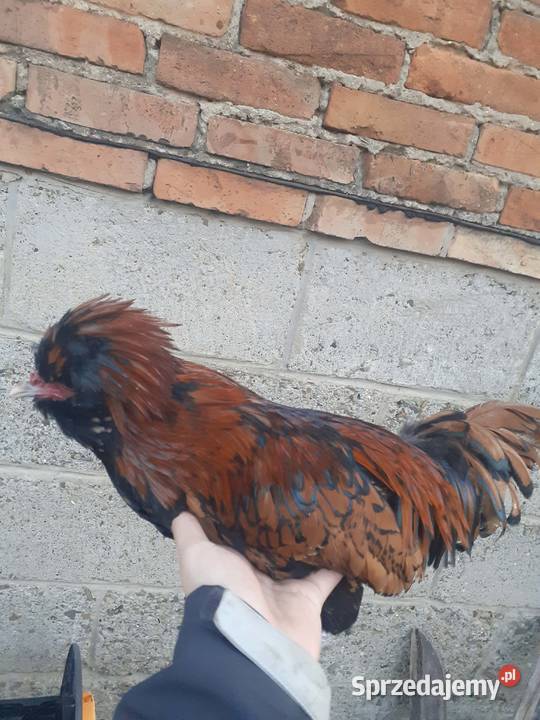 Para czubatek polskich