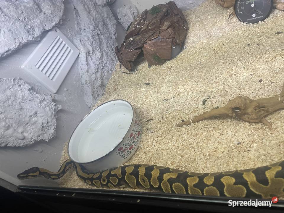 Pyton królewski Dębno