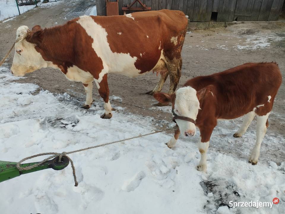 Krowa z Jałóweczką świętokrzyskie Radoszyce