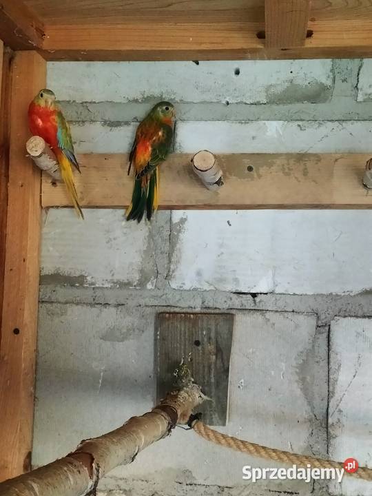 Łąkówki turkusowe