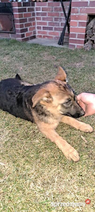 Szczeniak owczarka niemieckieckiego opolskie Zębowice